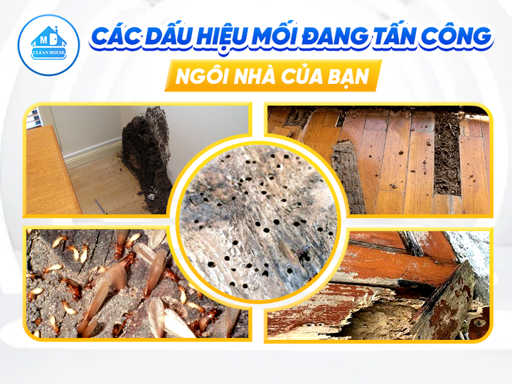 CÁC DẤU HIỆU MỐI ĐANG TẤN CÔNG NGÔI NHÀ CỦA BẠN – KHÔNG CẦN LO LẮNG!
