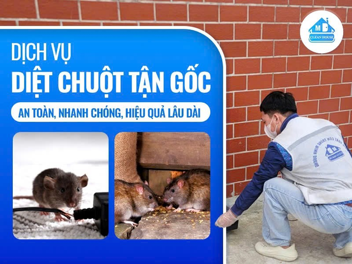 DỊCH VỤ DIỆT CHUỘT TẬN GỐC – AN TOÀN, NHANH CHÓNG, HIỆU QUẢ LÂU DÀI
