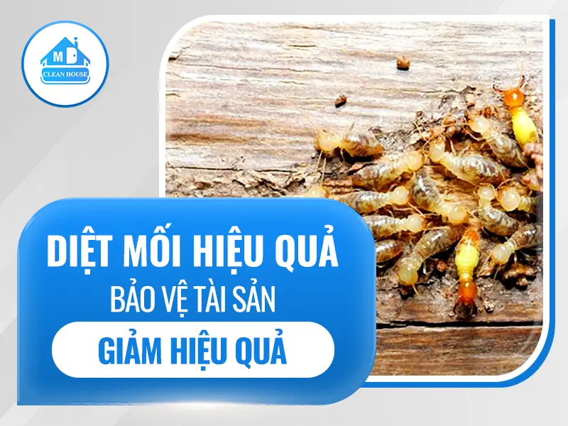 DIỆT MỐI LÀM SAO ĐỂ BẢO VỆ TÀI SẢN VÀ GIẢM THIỂU RỦI RO PHÁ HOẠI