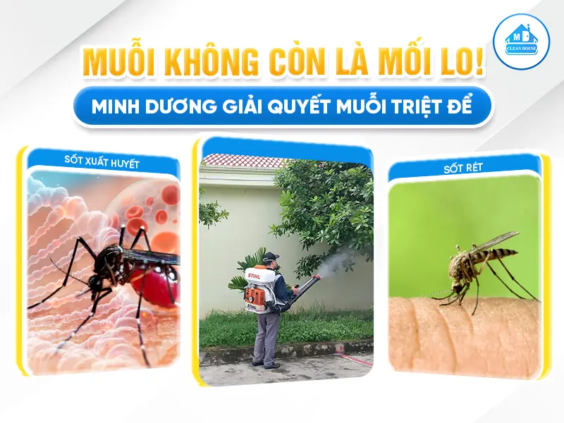 MUỖI KHÔNG CÒN LÀ MỐI LO – MINH DƯƠNG GIẢI QUYẾT MUỖI TRIỆT ĐỂ